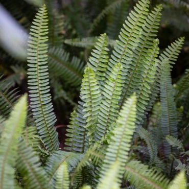 Reduced group ticket at 80DH from 15 people