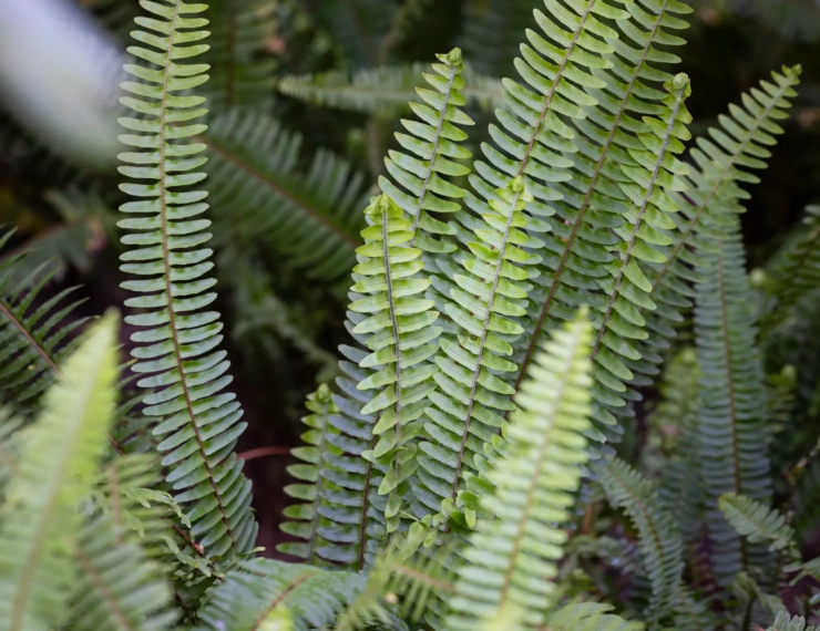 Reduced group ticket at 80DH from 15 people