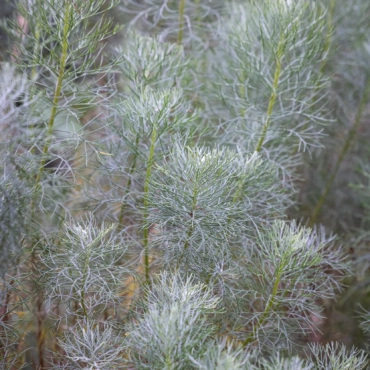 Free for professionals