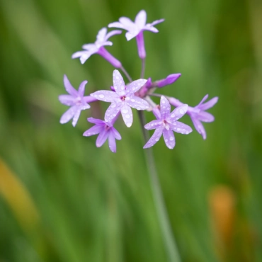 Reduced for young people (ages 12-24)