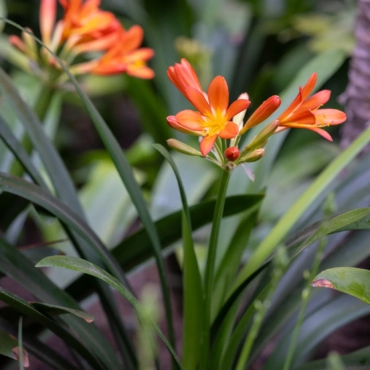 Reduced for Moroccan Citizens