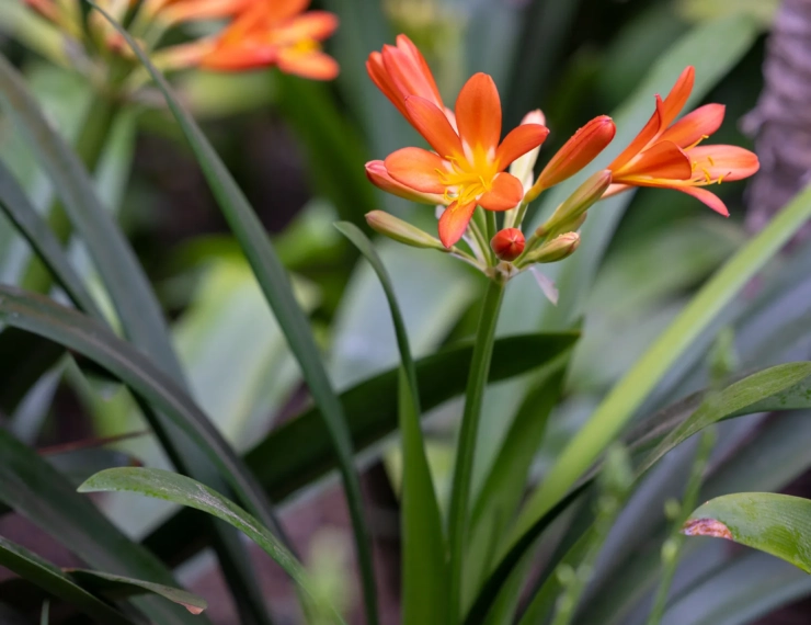 Reduced for Moroccan Citizens